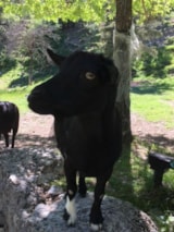 Foto #15 van Camping Calme et Nature