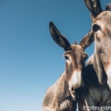 Foto #74 van Camping Village Vacances Naturiste Bagheera