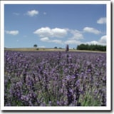 Foto #38 van Camping La Pinède