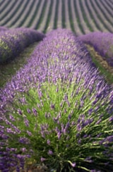 Foto #44 van Camping La Pinède