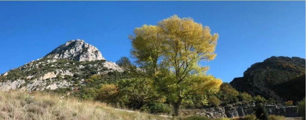 Camping Paradis La Pinède