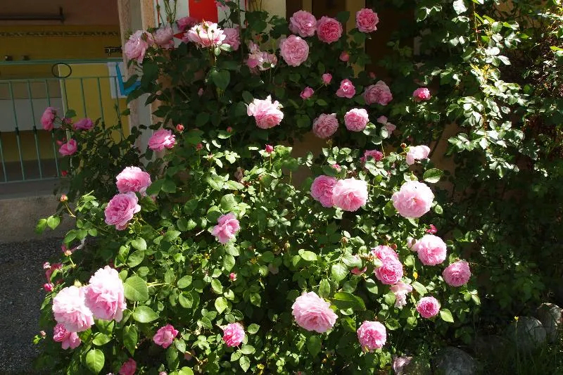 Camping Rose de Provence