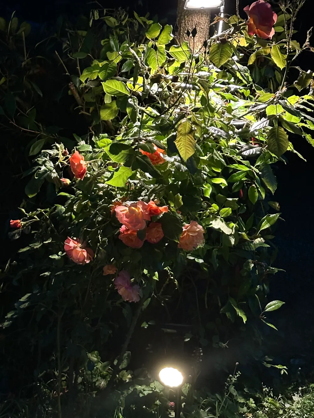 Camping Rose de Provence