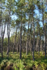 Foto #75 van Camping LANDES OCEANES