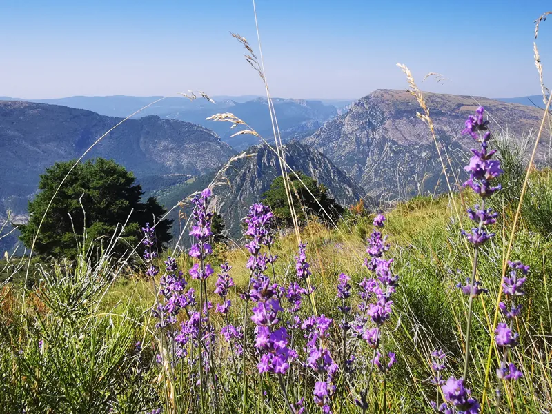 Domaine Chasteuil Verdon Provence