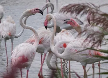 CAMPING BON PORT - image n°2 - Camping Direct