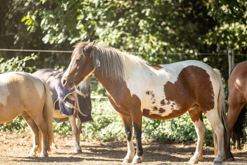 Camping Marvilla Parks - Château La Forêt