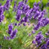 Foto #30 van Flower Camping Les Verguettes