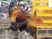 Castel Camping Château de L'Epervière