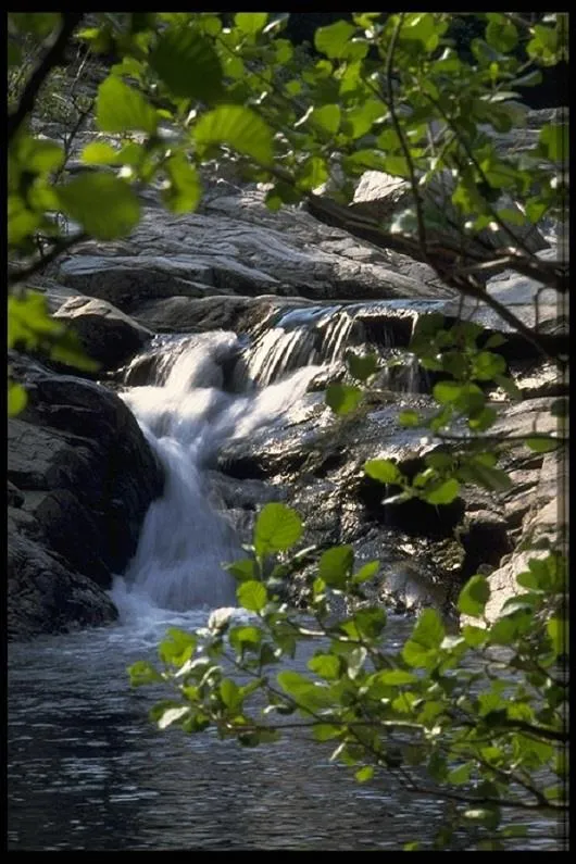 Camping Les Micocouliers