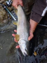 Foto #60 van Camping Rioclar