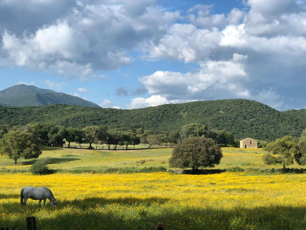 Camping OLVA LES EUCALYPTUS