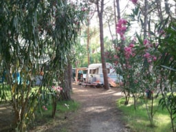 Parcela - Parcela Caravana O Autocaravana - Camping Village Spinnaker