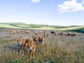 Camping La Blaquière