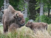 Camping La Blaquière