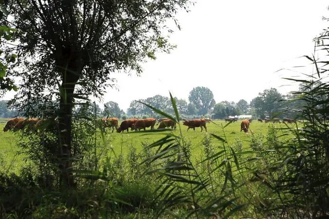 Vakantiepark De Luttenberg - image n°48 - UniversalBooking