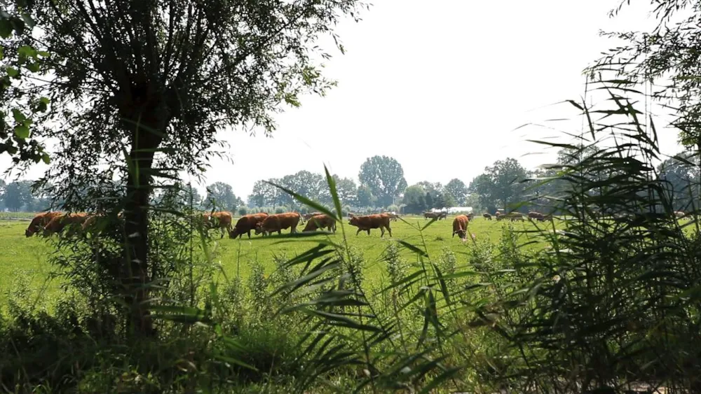 Vakantiepark De Luttenberg - image n°45 - UniversalBooking