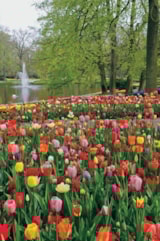 Foto #44 van Vakantiepark Koningshof