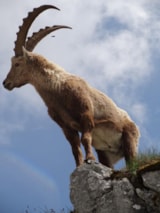 Foto #60 van Camping Saint Disdille