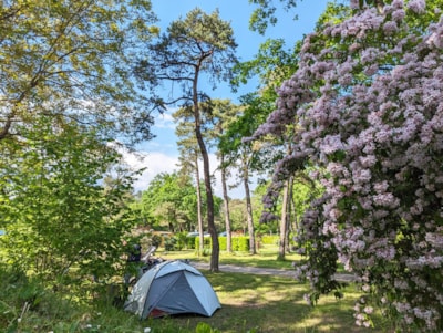 Comfort pitch ~100 m²: pitch + caravan or tent or camper + car + electricity
