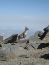 Foto #18 van Camping Trevélez