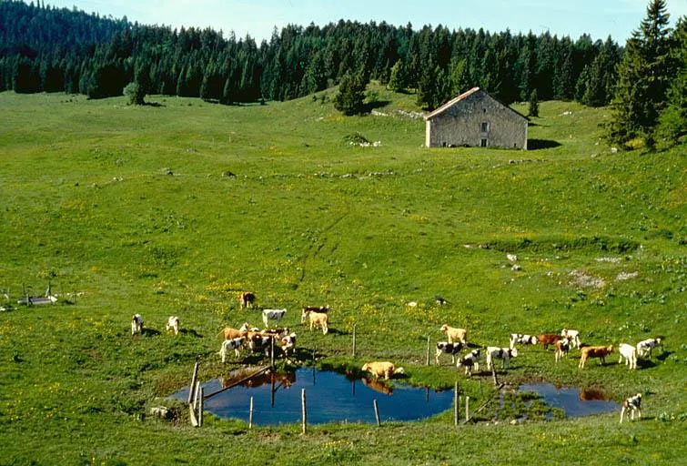 Camping Du Bois De Reveuge