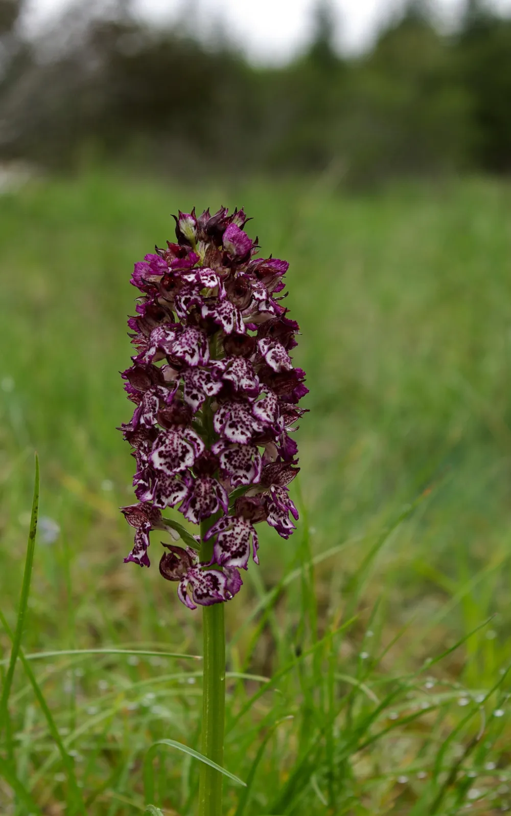 Camping Ruisseau du Treil - image n°31 - UniversalBooking