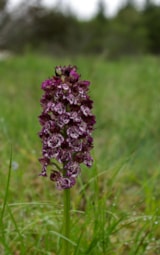 Foto #15 van Camping Ruisseau du Treil