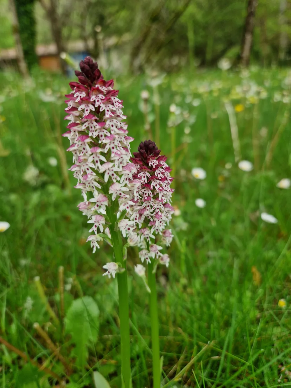 Camping Ruisseau du Treil - image n°30 - UniversalBooking