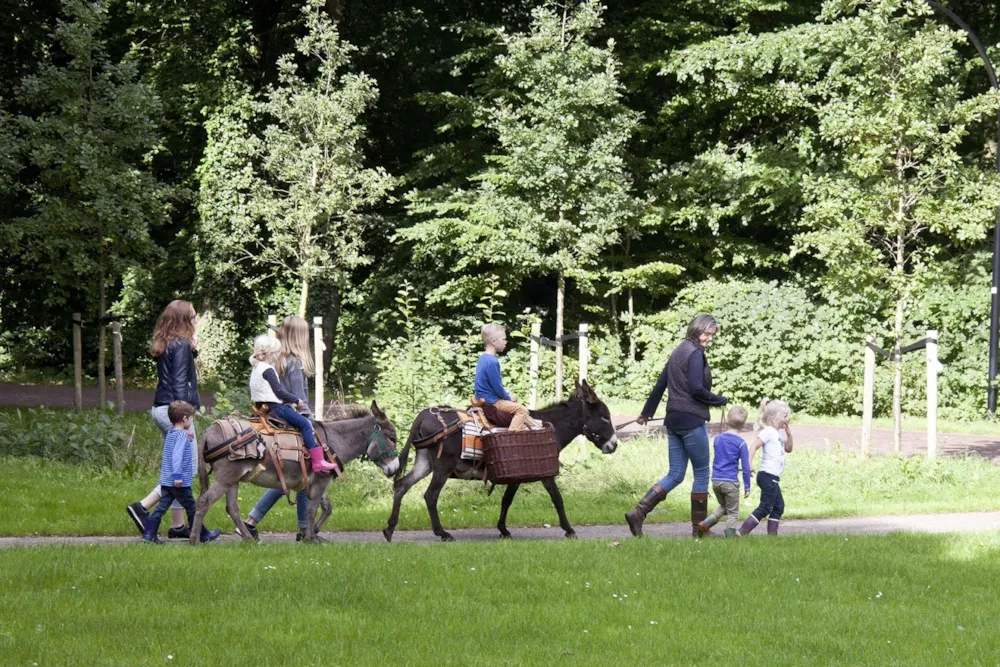 Camping Wedderbergen