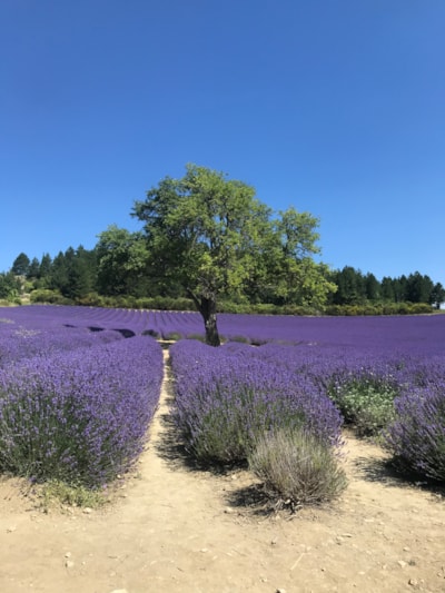 BLUE STAY (Sight seeing excursions included)