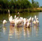 Camping Les Mouettes