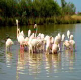 Foto #41 van Camping Les Mouettes