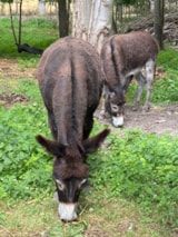 Foto #5 van Le CATTIAUX Camping