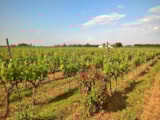 Foto #59 van Flower Camping Le Mas de Mourgues