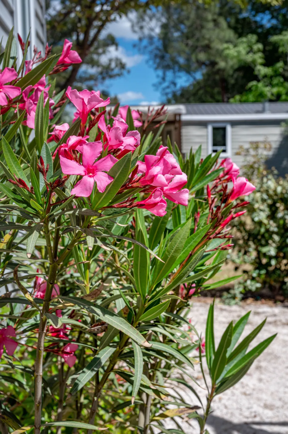 Flower Camping Le Mas de Mourgues
