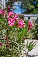 Foto #5 van Flower Camping Le Mas de Mourgues