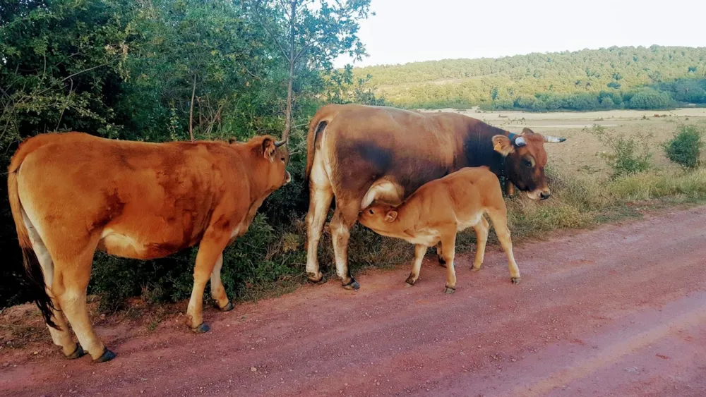 Camping Sierra de Albarracín "Las Corralizas 1.727m"