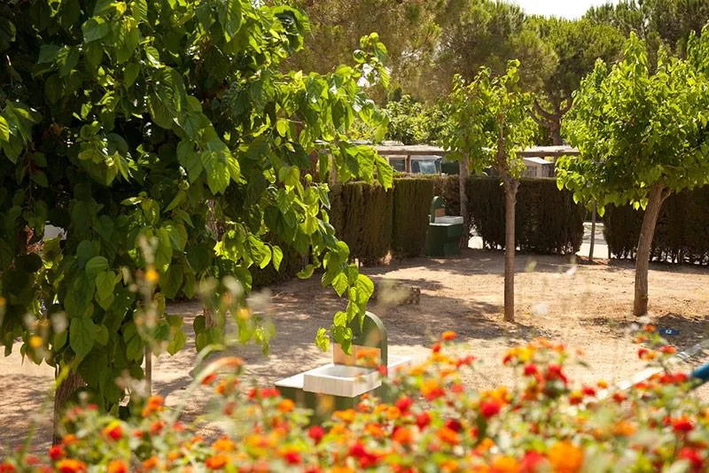 Emplacement Plus (Voiture + Tente/Caravane + Électricité 5A + Eau + Parking)