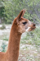 Foto #26 van Roulottes et Cabanes de Saint Cerice