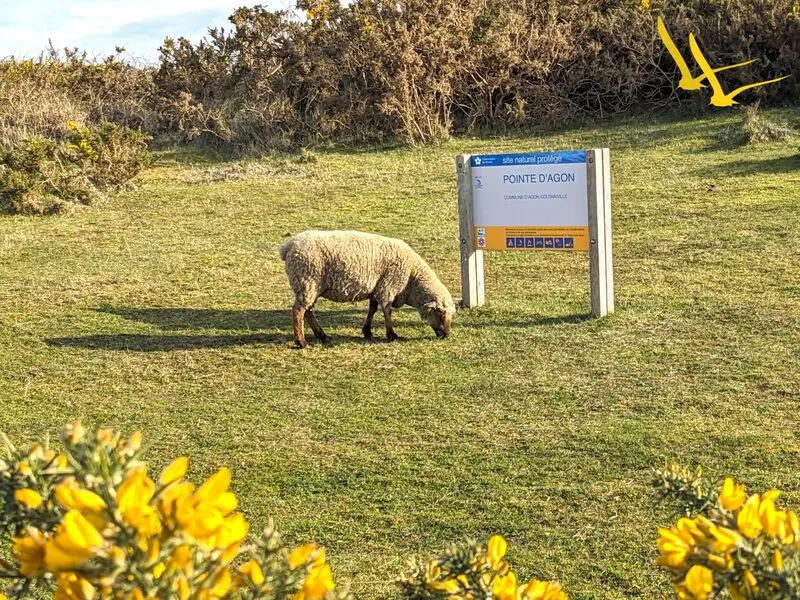 Camping Les Mouettes