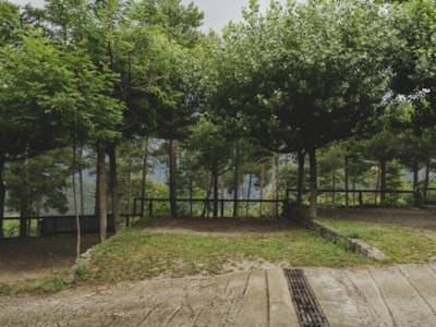 Pitch Plus Forest - Small caravans (max 7?m) — 1