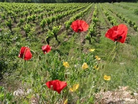 Camping du Domaine D'Anglas - image n°51 - UniversalBooking