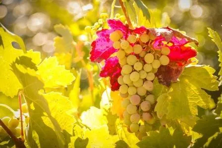 Camping du Domaine D'Anglas - image n°46 - UniversalBooking