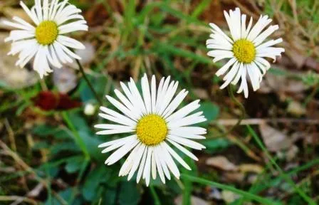 Camping du Domaine D'Anglas - image n°53 - UniversalBooking