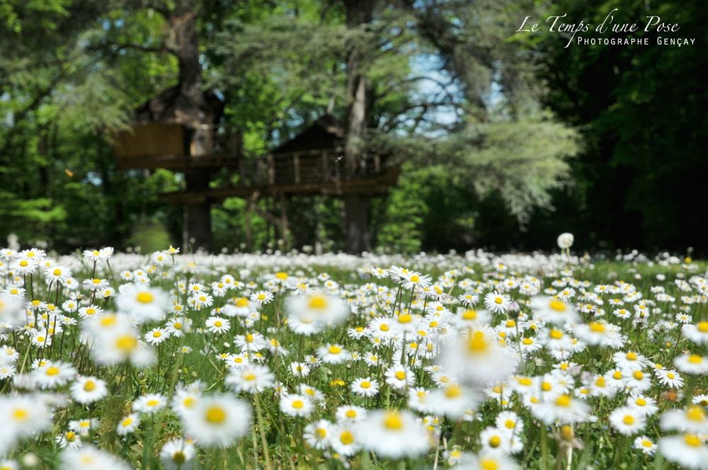 Le Parc de la Belle — Photo 1