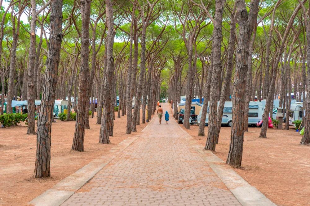 Pitch - Pitch Pineta Platz - Baia Holiday Baia Blu la Tortuga