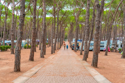 Pitch Pineta Platz — 1
