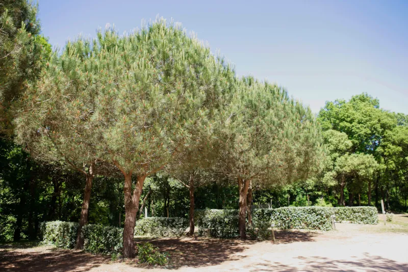 Forfait B : Emplacement + Électricité 10 Ampères + Véhicule