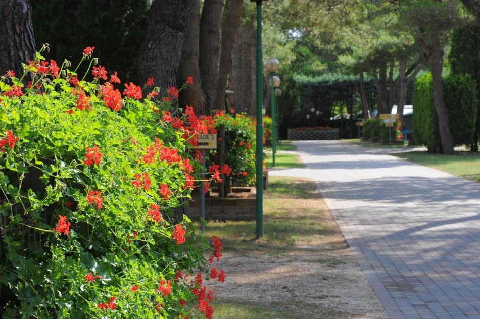 Camping Village Al Boschetto